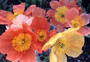 Papaver alpinum mixed